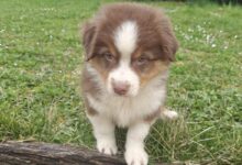 Athéna, un berger australien de trois mois.