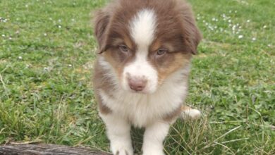 Athéna, un berger australien de trois mois.