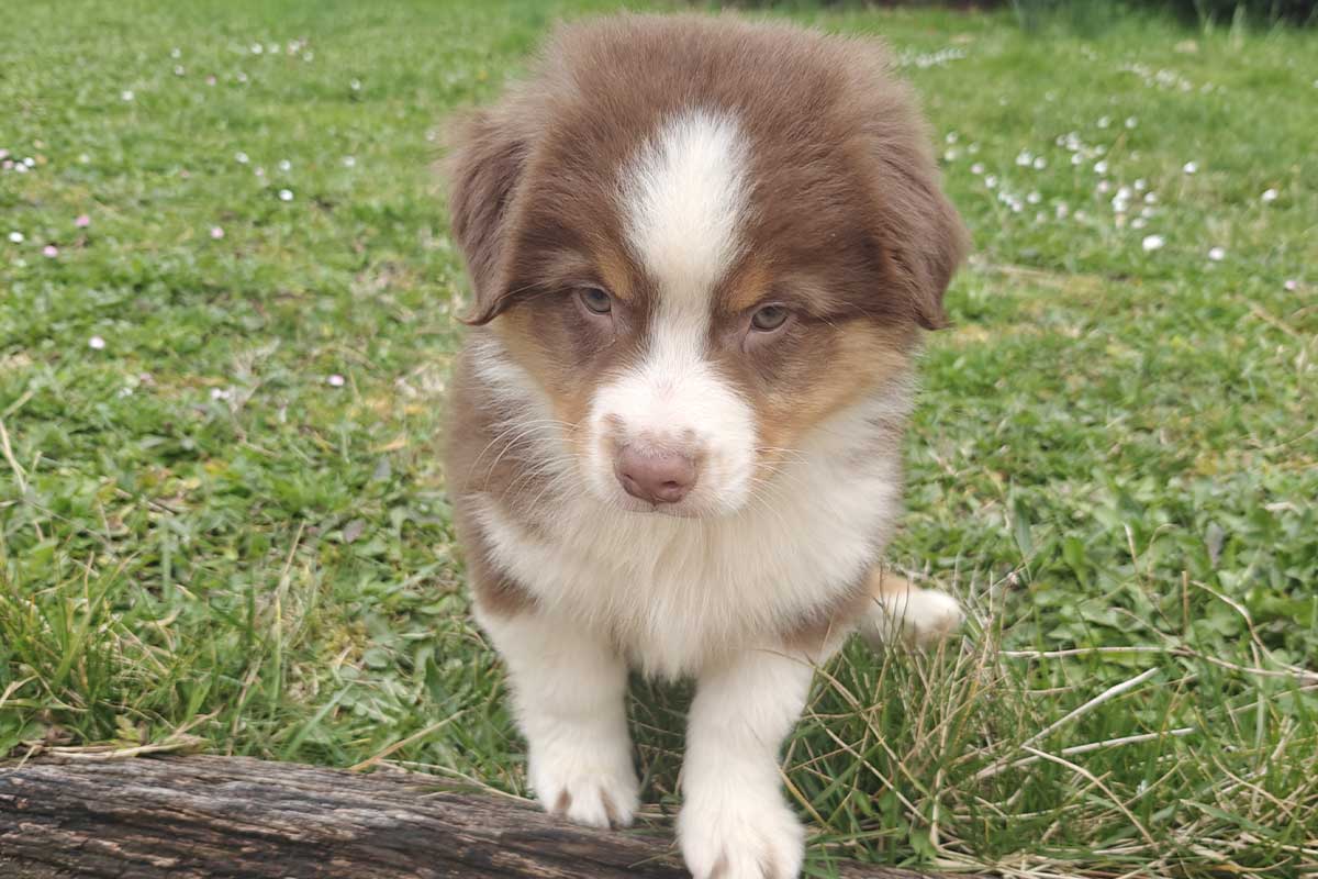 Athéna, un berger australien de trois mois.