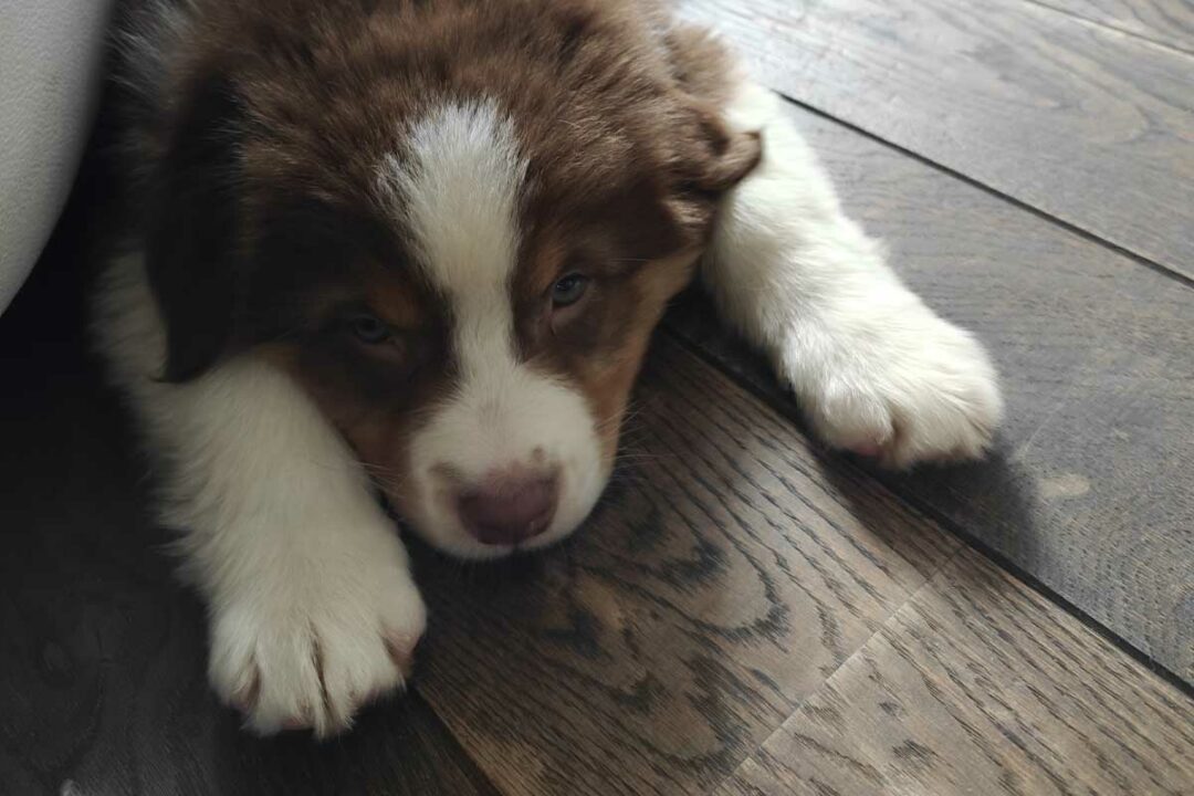 Un chiot sur le parquet.