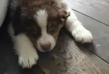 Un chiot sur le parquet.