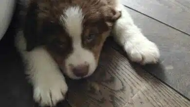 Un chiot sur le parquet.