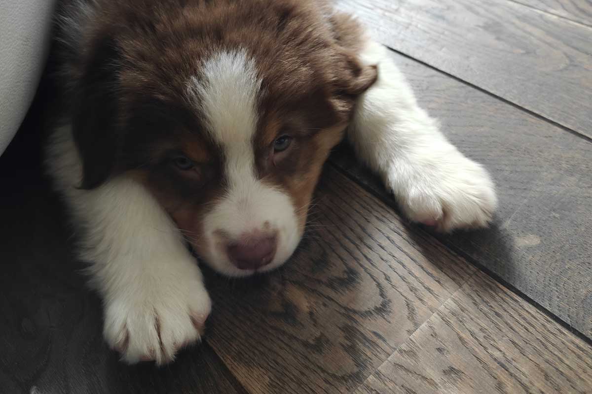 Un chiot sur le parquet.