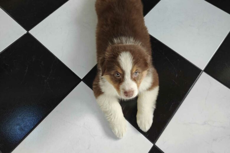 Un chiot dans une maison.