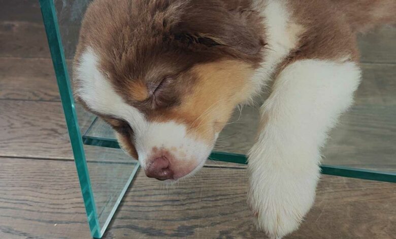 Il faut que le chien se dépense, il aura moins envie de faire des bétises.