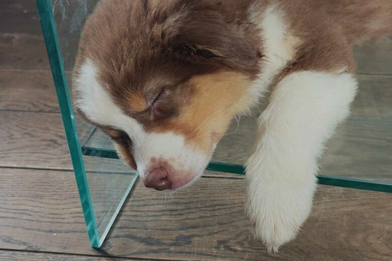 Il faut que le chien se dépense, il aura moins envie de faire des bétises.