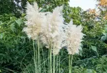 De l'herbe de la pampa.