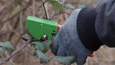 Une personne taille des rosiers avec un sécateur désinfectant.