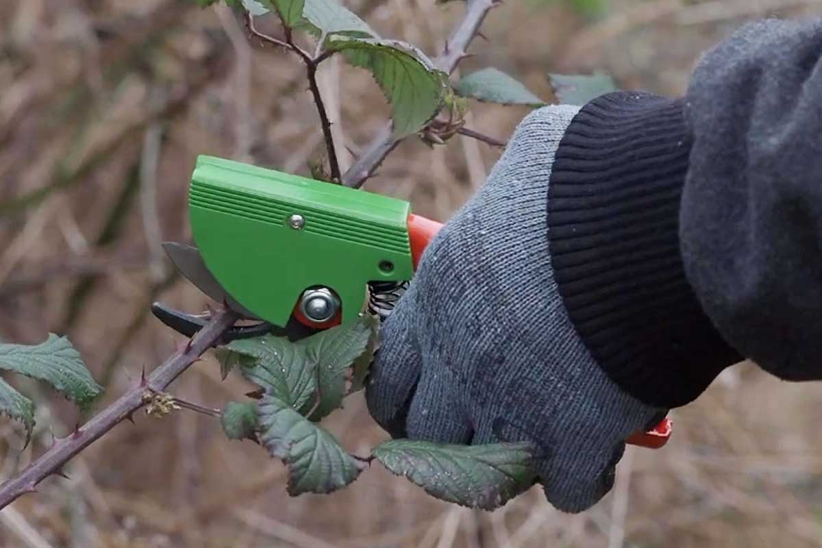 Une personne taille des rosiers avec un sécateur désinfectant.