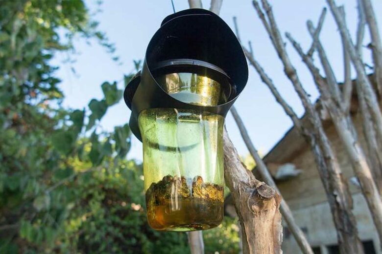 Un piège à frelon asiatique disposé en hauteur.