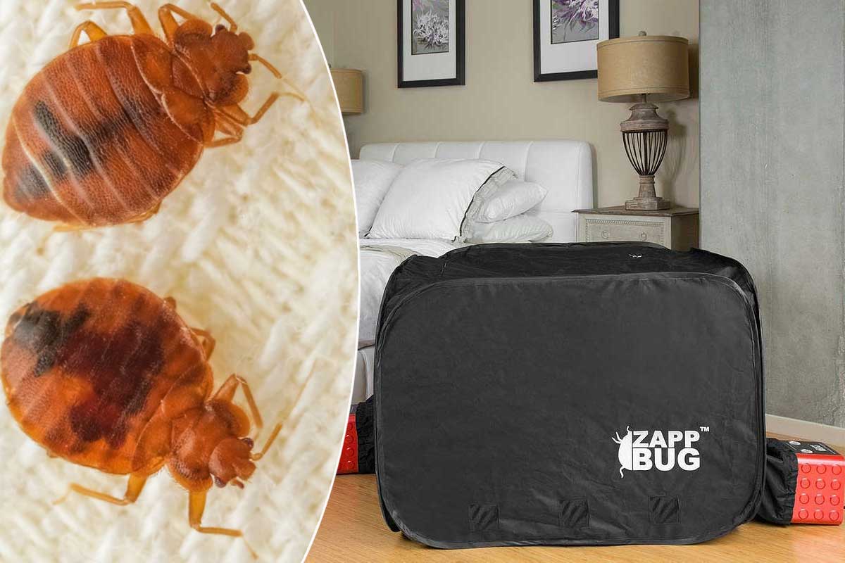 Une chambre de chauffe pour tuer les punaises de lit.