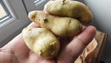 Des pommes de terre qui ont germé.