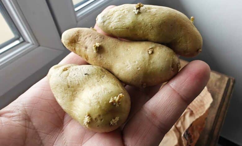Des pommes de terre qui ont germé.