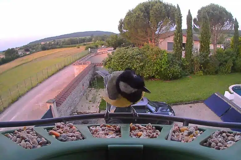Une Mésange charbonnière.