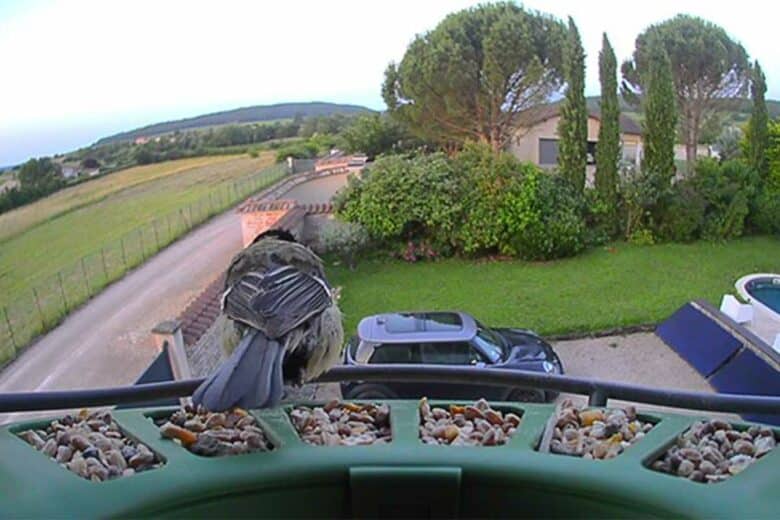 La petite mésange sous toutes les coutures.