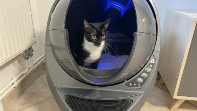 Premier test validé par Oups dans le Litter-Robot 3 Connect, sous lumière bleutée apaisante.