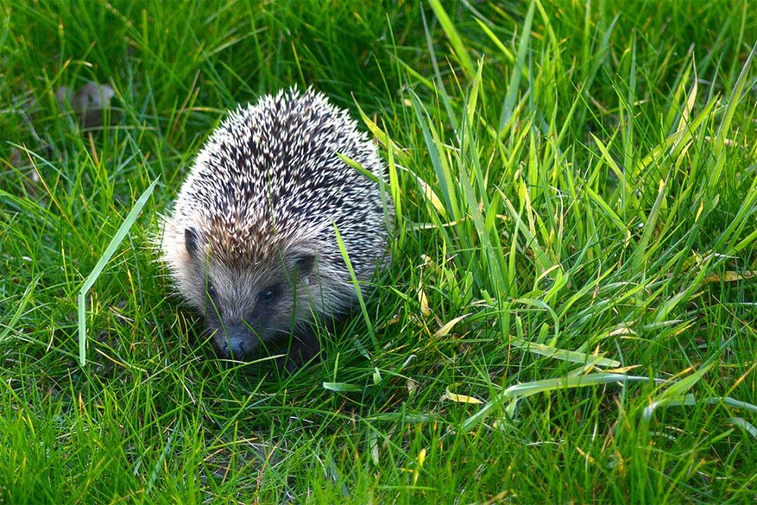 Un hérisson se balade dans un jardin.