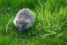 Un hérisson se balade dans un jardin.