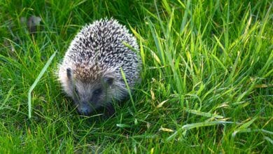 Un hérisson se balade dans un jardin.