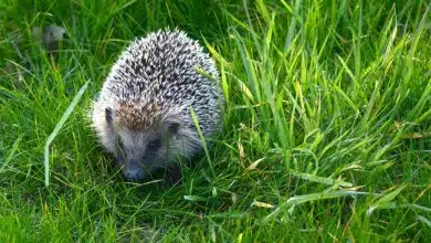 Un hérisson se balade dans un jardin.