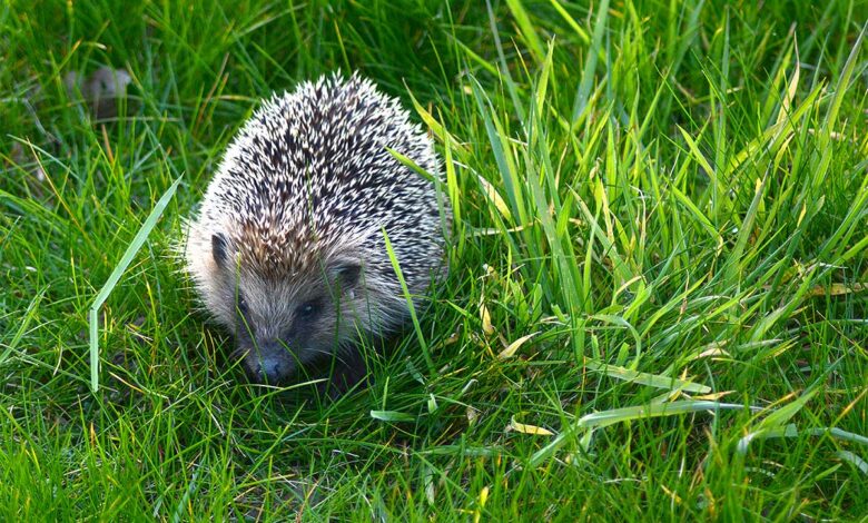 Un hérisson se balade dans un jardin.