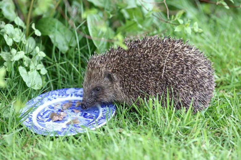 Un hérisson qui se nourrit dans une assiette.