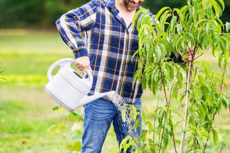 Un homme arrose au pied de son arbuste.