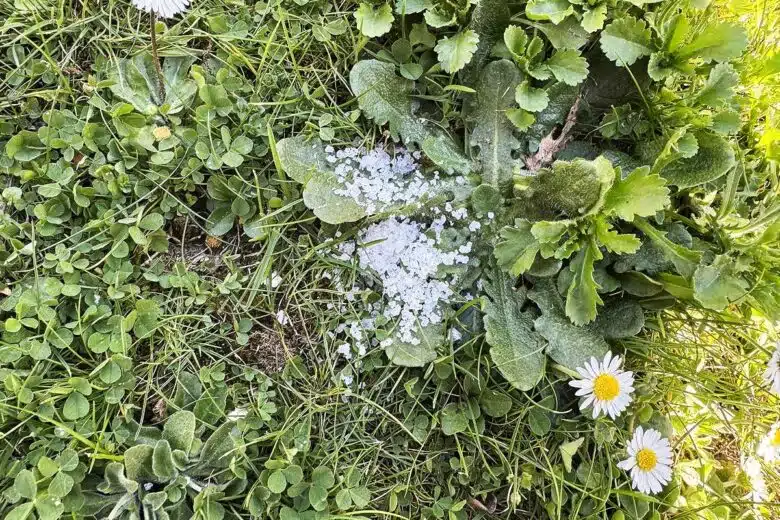 Utiliser du gros sel pour désherber.