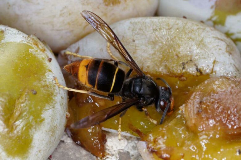 Un frelon asiatique dans un fruit mûr.