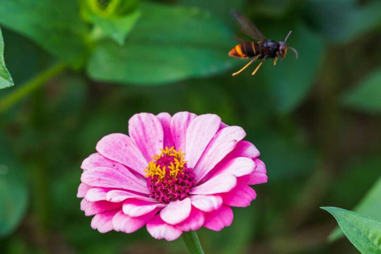 Un frelon asiatique qui vole près d'une fleur.