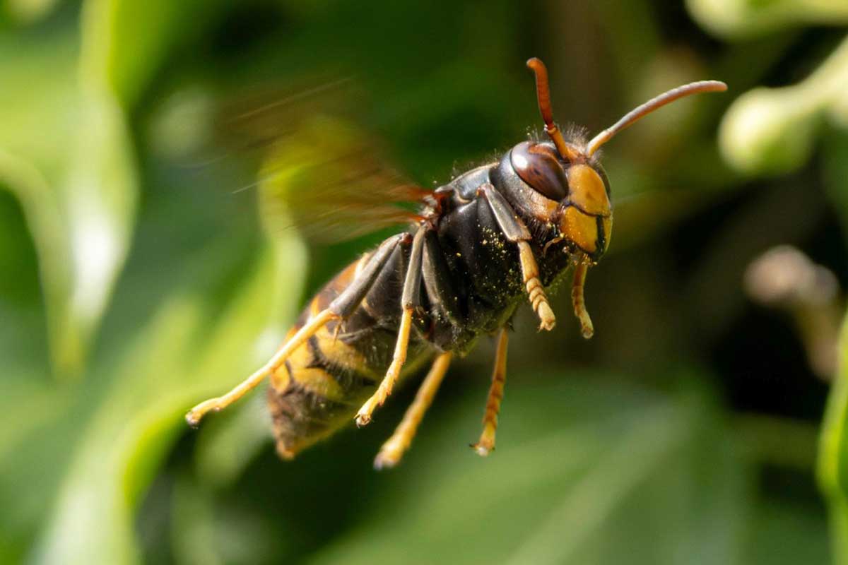 Un frelon asiatique en plein vol.