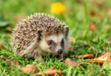 Un petit hérisson se promène sur l'herbe.