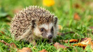 Un petit hérisson se promène sur l'herbe.