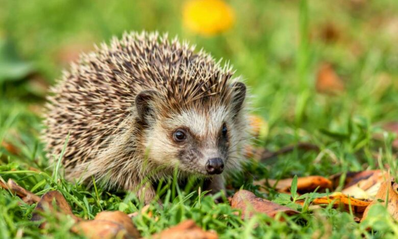 Un petit hérisson se promène sur l'herbe.