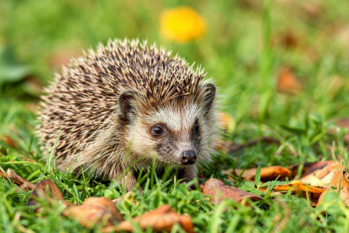 Un petit hérisson se promène sur l'herbe.