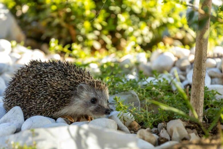 Un hérisson dans un jardin.