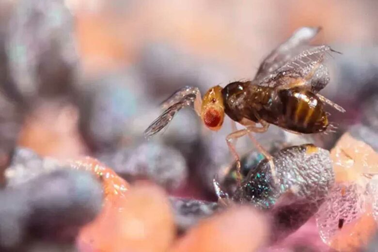 Un trichogramme est un minuscule insecte.
