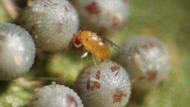 Le trichogramme est un petit insecte inoffensif ressemblant à une mini guêpe.