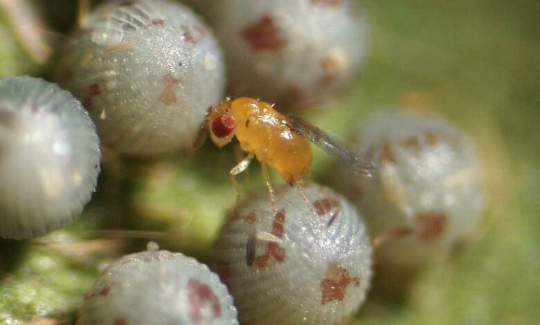 Le trichogramme est un petit insecte inoffensif ressemblant à une mini guêpe.