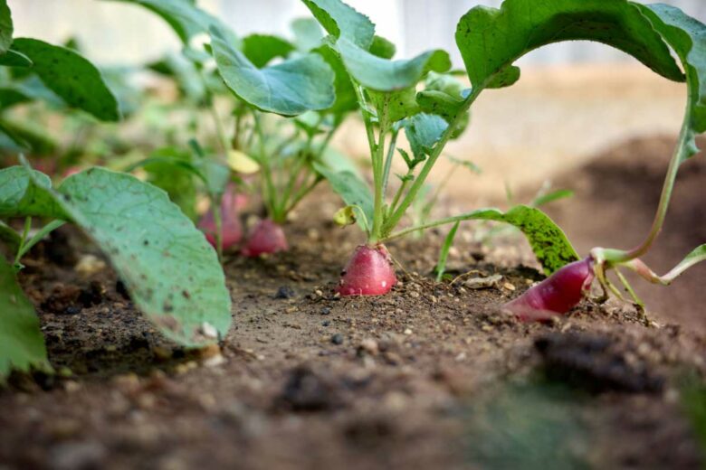 Des radis au jardin.