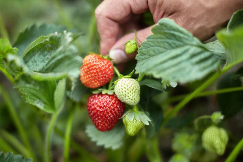 Plant de fraises en croissance.