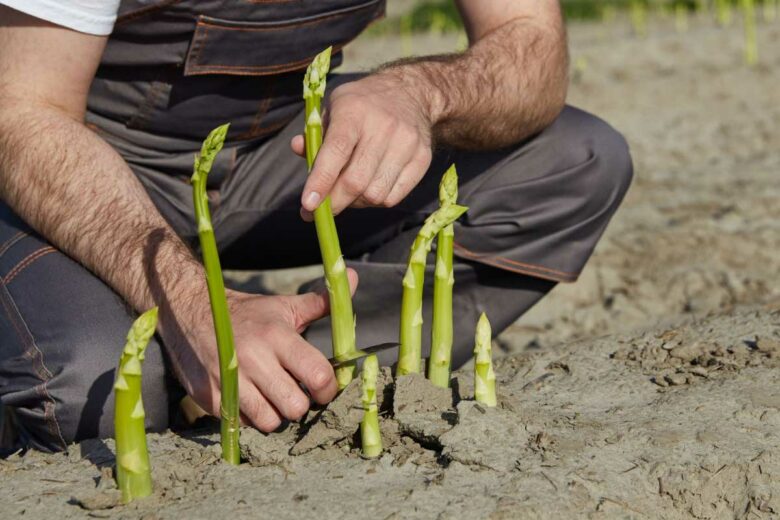 Un homme récolte des asperges.