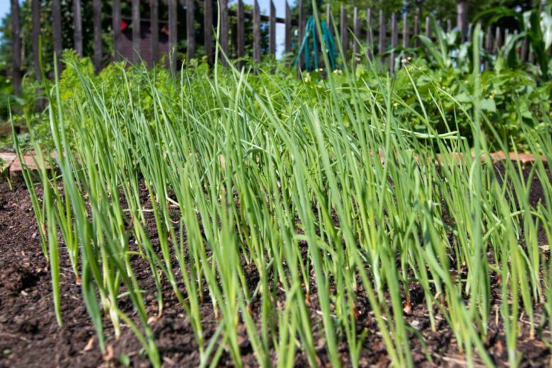 De la ciboulette pousse dans un jardin.