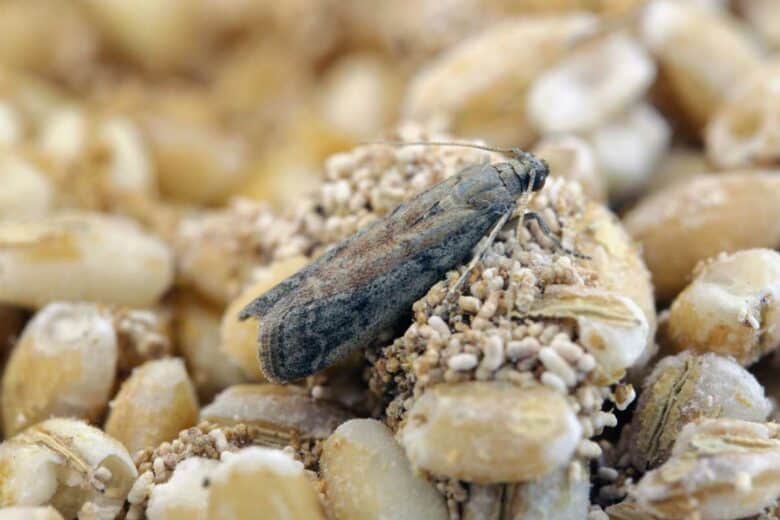 Une mite alimentaire dans des céréales.