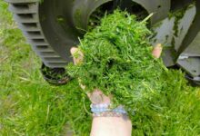 Une poignée d'herbe fraichement tondue.