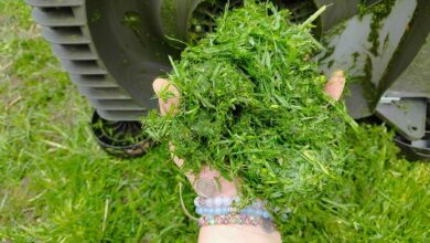 Une poignée d'herbe fraichement tondue.