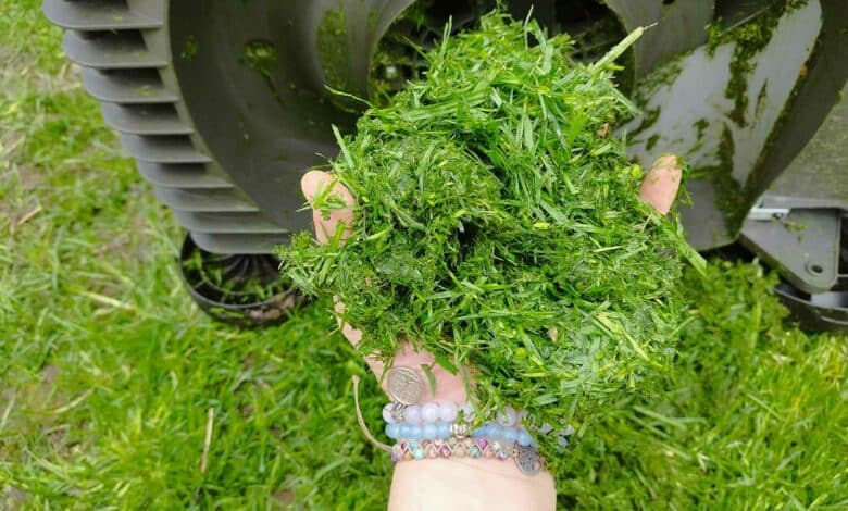 Une poignée d'herbe fraichement tondue.