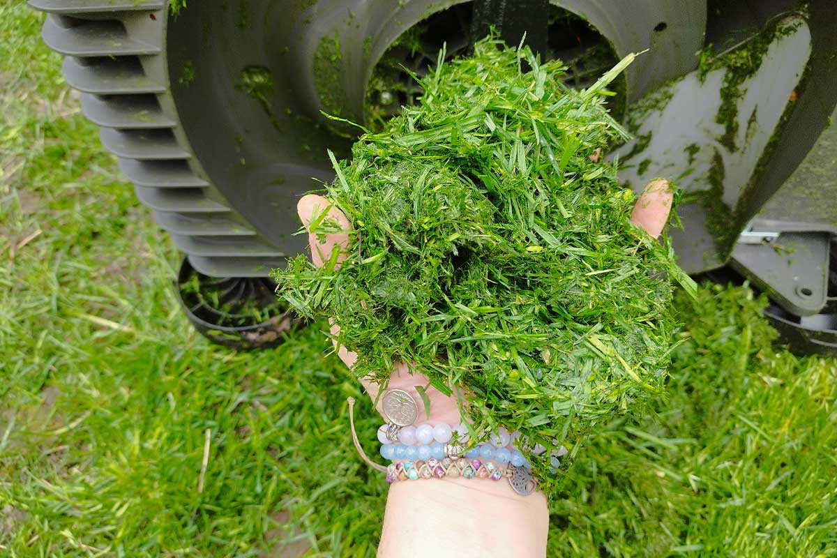 Une poignée d'herbe fraichement tondue.