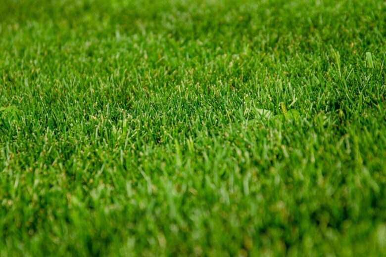 Un superbe tapis vert.