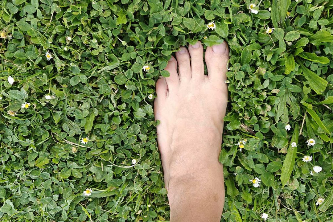 Un pied dans l'herbe du jardin.